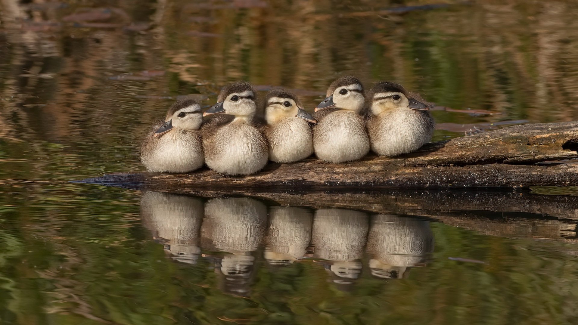 帕尔马门将出色发挥，完成多次关键扑救，助球队获胜，帕尔马著名球星