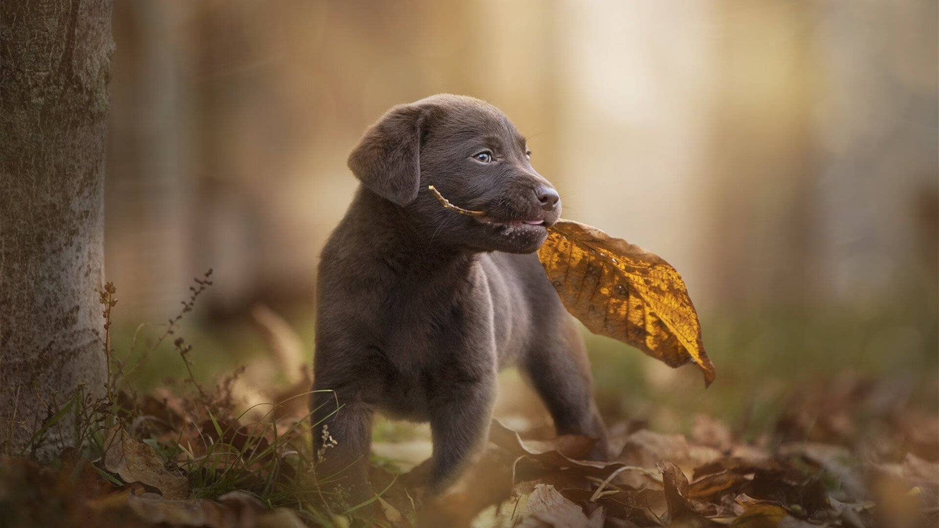 球员选秀前体测数据是否可靠，nba选秀测试项目