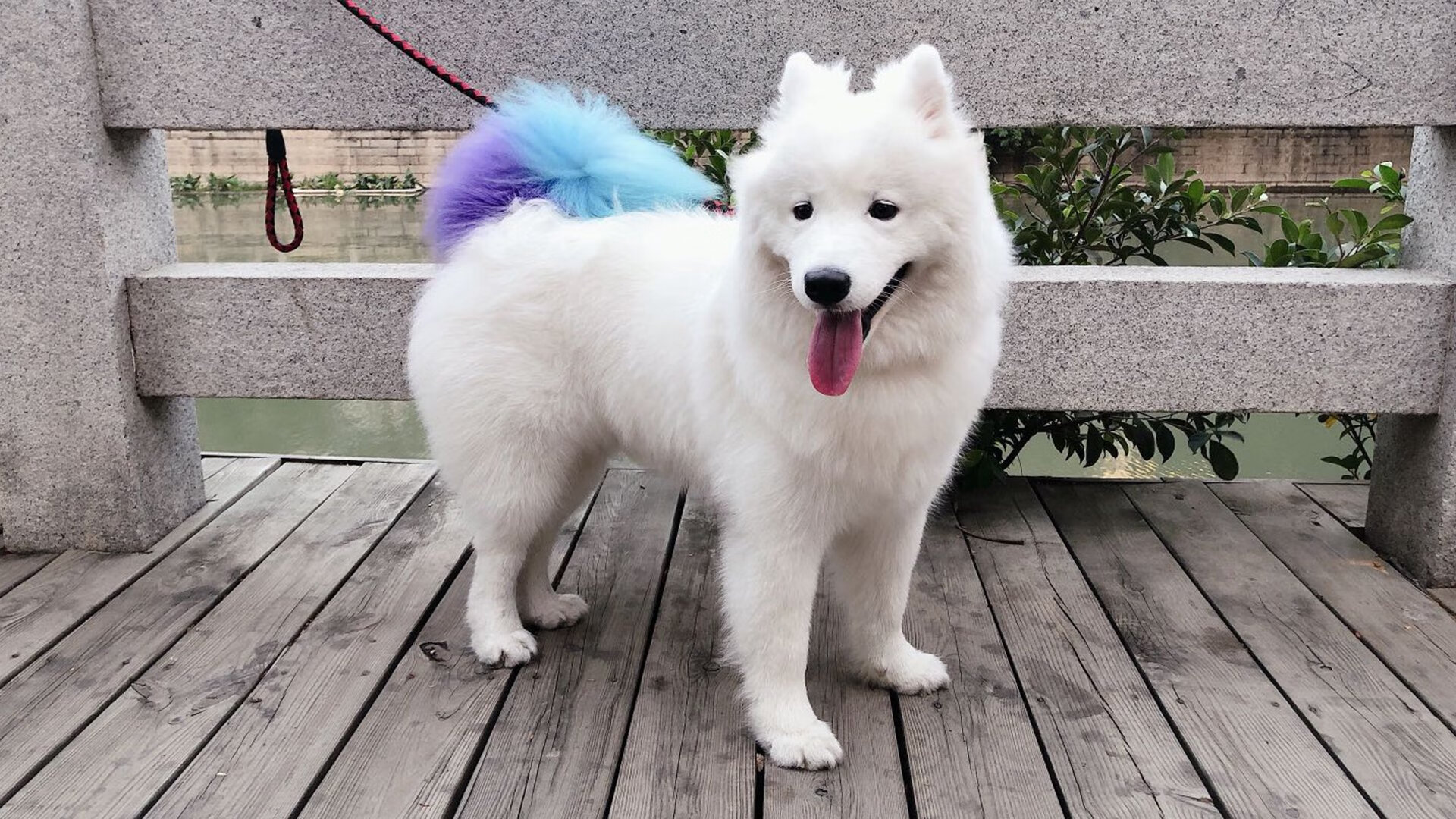 世界青少年运动会彩跑比赛引爆全场,2021世界青少年运动会