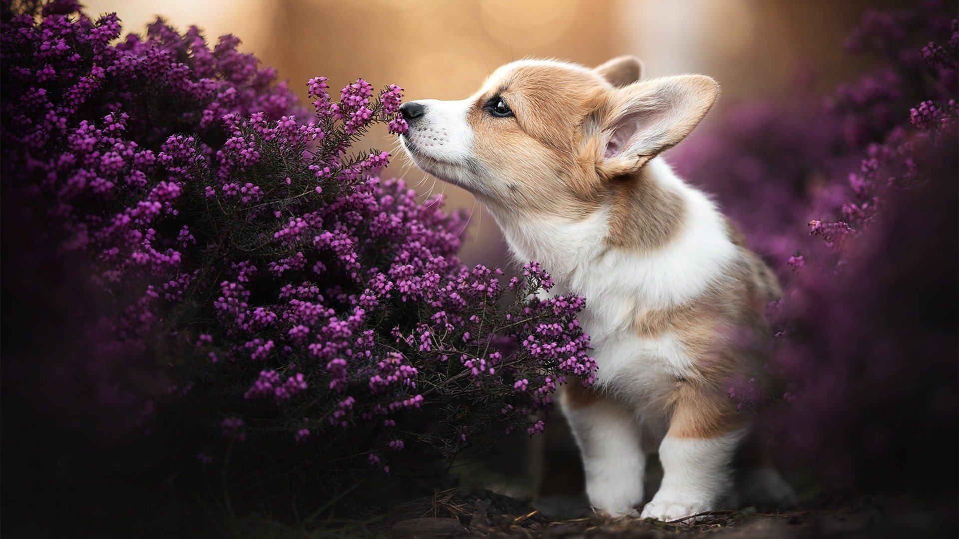 2024混合团体世界杯:Chinese Taipei激烈拼搏,力战强敌,世界杯团体赛