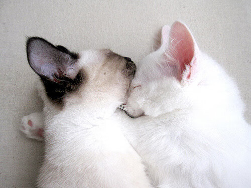 中国三人篮球女队培养战术执行型球员,中国女子三人篮球国家队队员