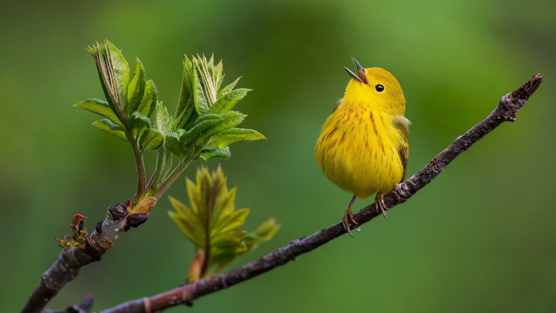中超联赛VAR系统升级提升执裁精准度,足球var裁判