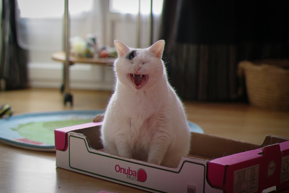 亚冠联赛中国女足平局 球迷冷静分析比赛,中国女足扳平