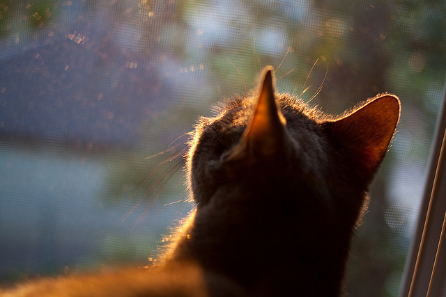 切尔西调整中后场结构提升稳定性,切尔西最强中场组合